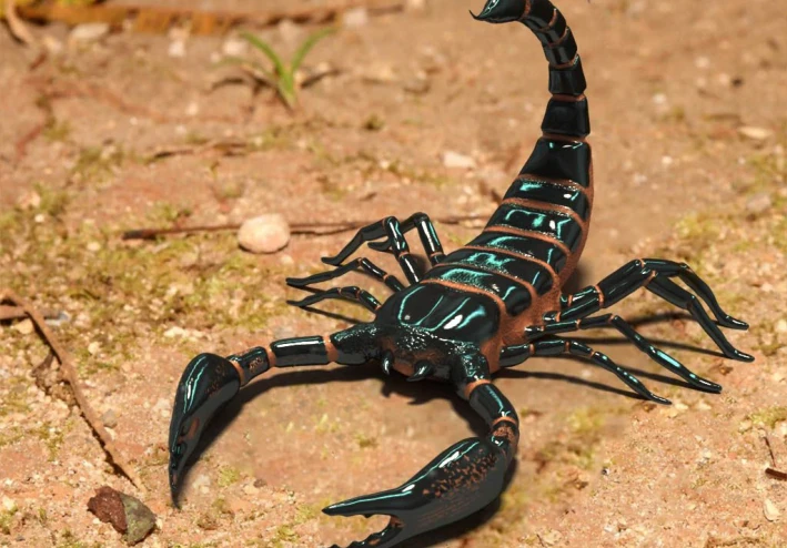 سم عقرب الأمازون: بطل جديد جاي يحارب سرطان الثدي