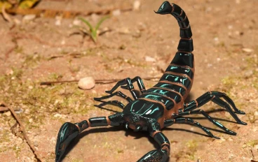 سم عقرب الأمازون: بطل جديد جاي يحارب سرطان الثدي