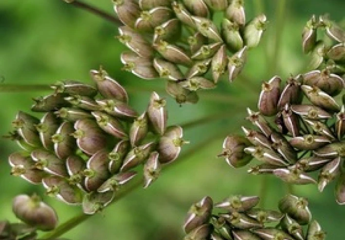 فوائد شرب اليانسون