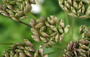 فوائد شرب اليانسون