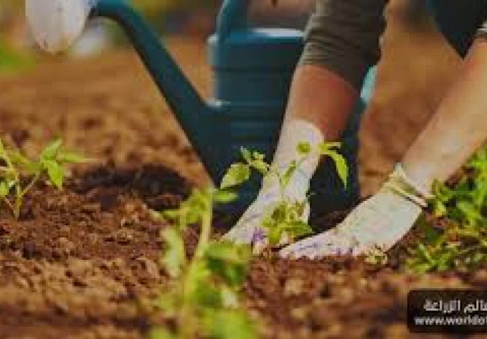 كيفية الزرع: دليل شامل للمبتدئين