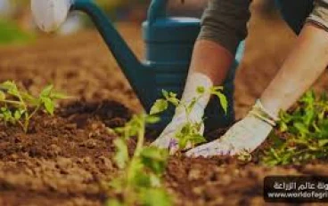 كيفية الزرع: دليل شامل للمبتدئين
