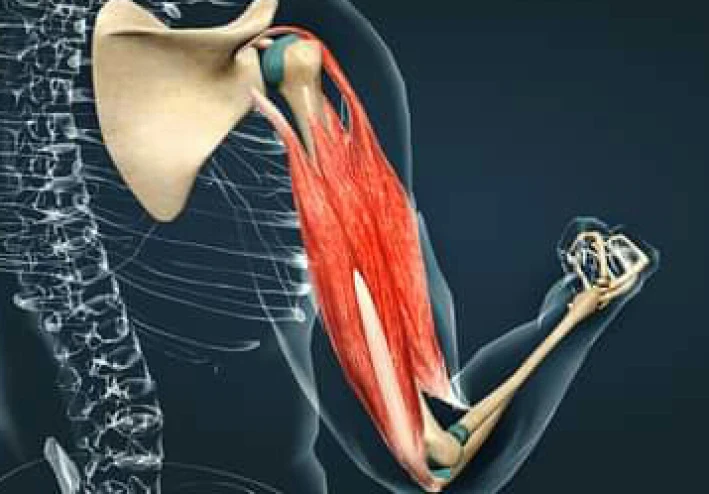 الميوستاتين الجين المتحور الذي يمنح قوة خارقة.