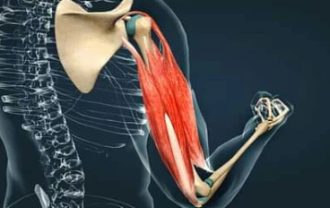 الميوستاتين الجين المتحور الذي يمنح قوة خارقة.