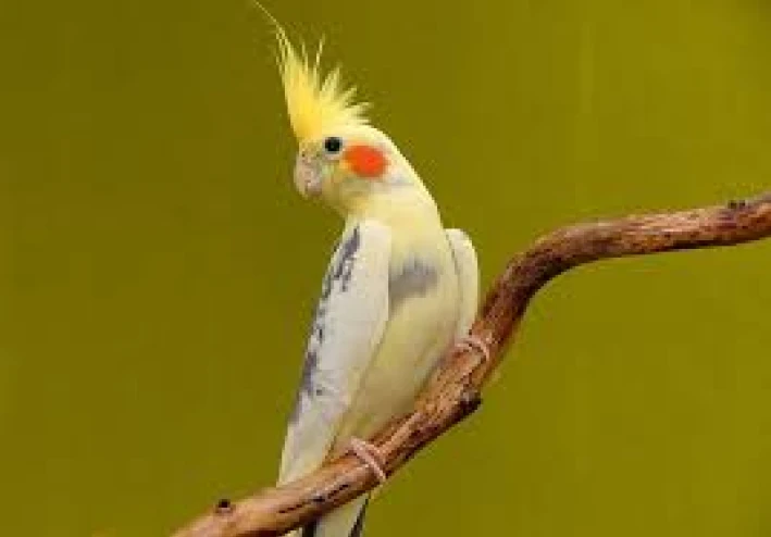 كيفية ترويض طائر الكوكتيل: دليل شامل للمبتدئين