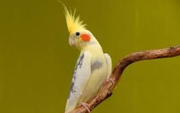 كيفية ترويض طائر الكوكتيل: دليل شامل للمبتدئين