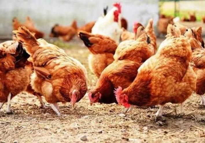 قصة بائع الدجاج الفقير