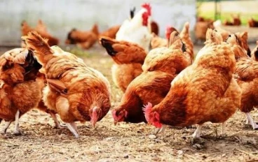 قصة بائع الدجاج الفقير