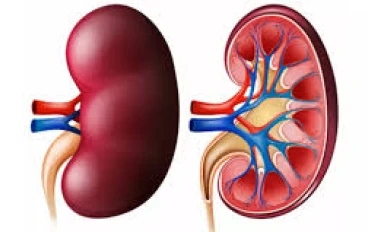 اعتلال الكلية السكري: الأسباب، والأعراض، والعلاج