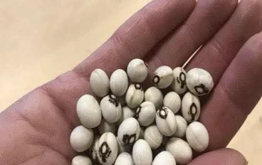 حبة واحدة تزيل الانتفاخ والغازات فوراً: علاج طبيعي آمن ومدعوم بالتجارب والنصائح الصحية