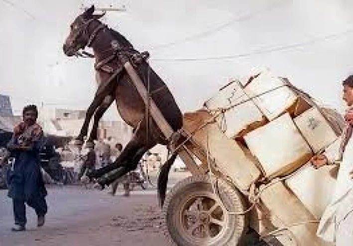 أشهر قصص الحمير في التراث والدين والأدب والتاريخ الشعبى