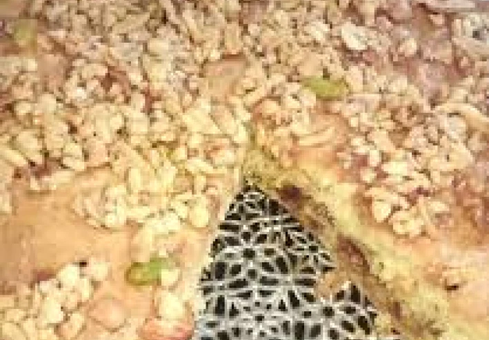 🥧 فطيرة التفاح بالقرفة والمكسرات: وصفة لذيذة وسهلة بنكهة المنزل