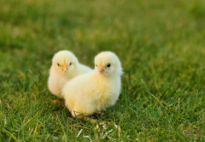 مشروع تربية الدجاج: دليل شامل لتحقيق الربح