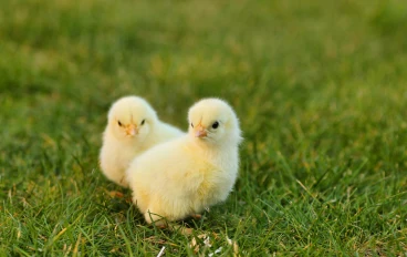 مشروع تربية الدجاج: دليل شامل لتحقيق الربح