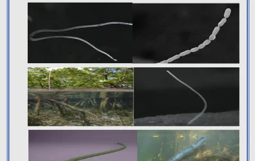 ​🔬 اكتشاف أكبر بكتيريا في العالم بحجم حبة الرمش.. أين؟