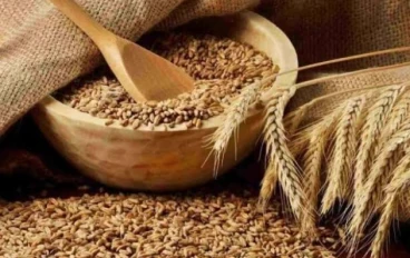 الشعير وصية الرسول هذا منجم“ ذهب” 