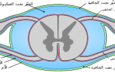 الأم الحنون والأم الجافية