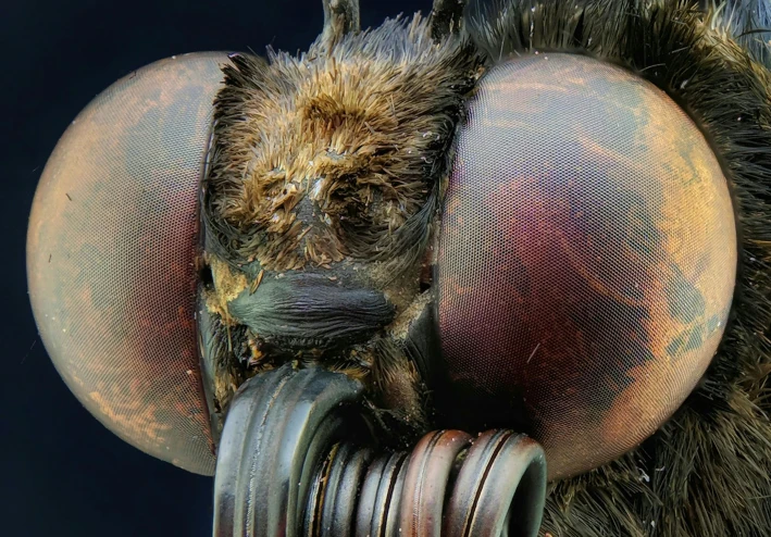 ما لا تعرفه عن البعوض أو الناموس