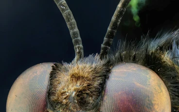 ما لا تعرفه عن البعوض أو الناموس