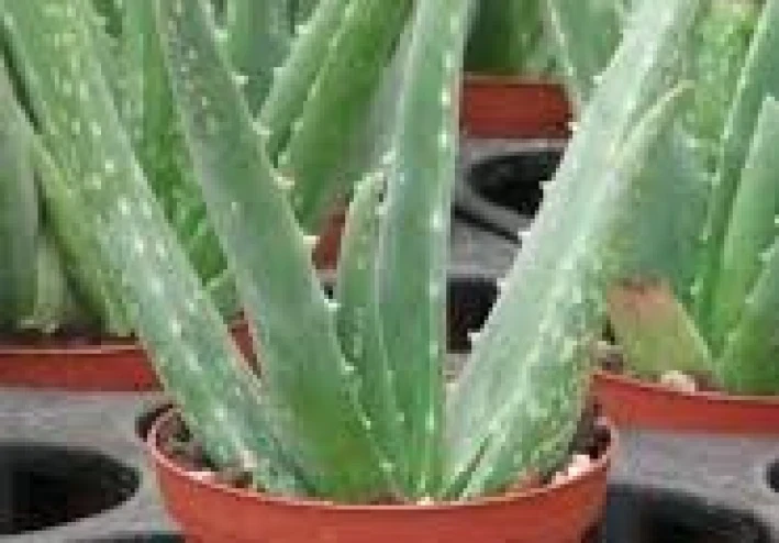 الصبار الطبيعي...طريقك السحري لمشاكل الشعر