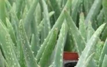 الصبار الطبيعي...طريقك السحري لمشاكل الشعر