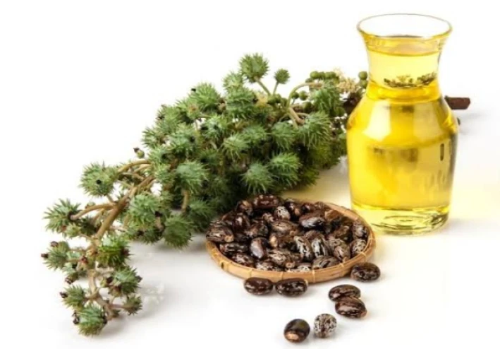 فوائد زيت الخروع