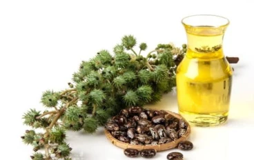 فوائد زيت الخروع