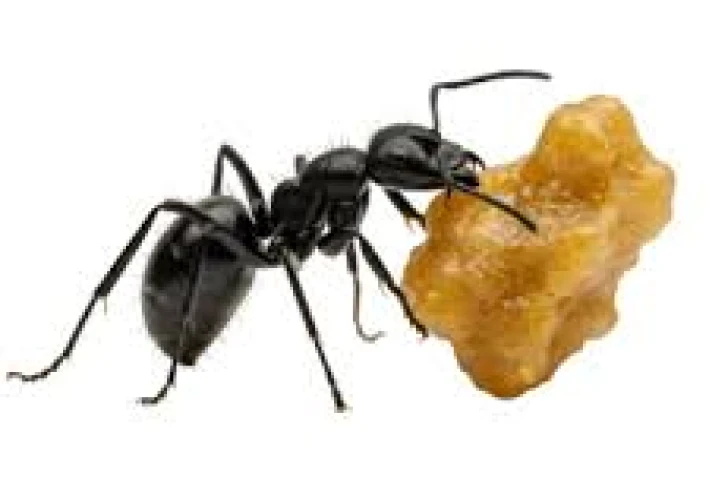 السؤال : كيف يتعامل النمل مع الحبوب المخزّنة؟   الأسرار العلمية وراء عدم إنبات الحبوب داخل مملكة النمل”