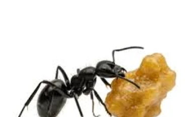 السؤال : كيف يتعامل النمل مع الحبوب المخزّنة؟   الأسرار العلمية وراء عدم إنبات الحبوب داخل مملكة النمل”