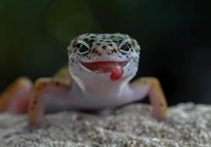 ما هو الوزغ وماهى اضرار وكيف التخلص منه؟