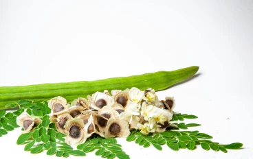 شجرة المعجزات: كيف تغيّر المورينجا صحتك من الداخل؟ 