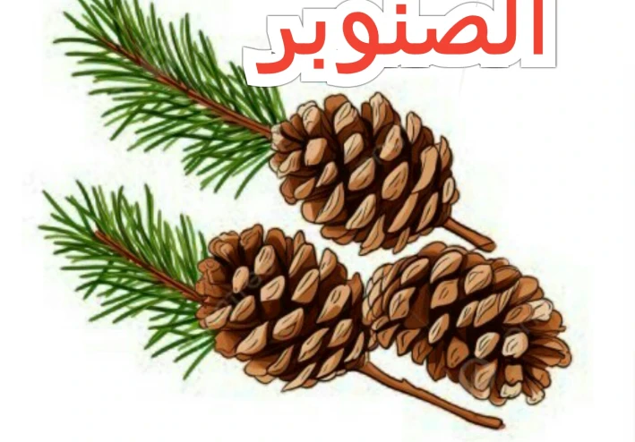 الشجره المعمره وكنوزه الغذائيه والعلاجيه