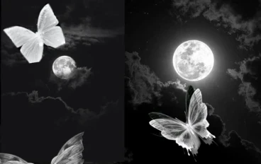 قريني لا ينام 