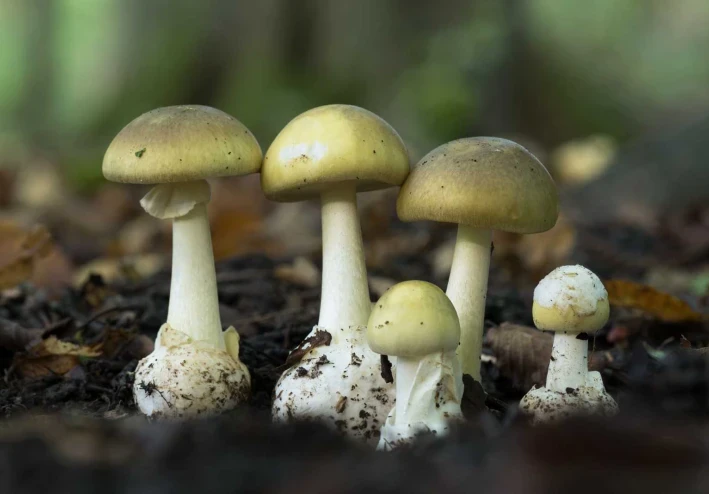 🍄 الفطر البري: معرفة ضرورية قبل الجمع والأكل