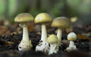 🍄 الفطر البري: معرفة ضرورية قبل الجمع والأكل