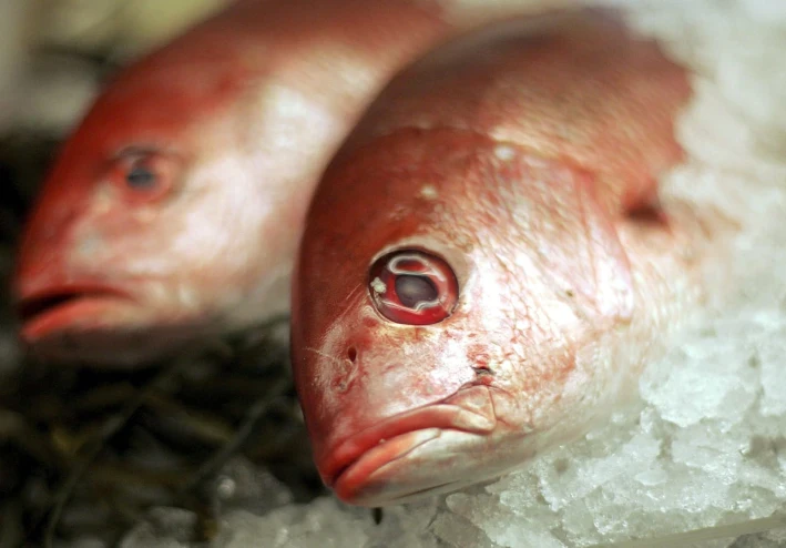 كيفية الحفاظ على الأسماك بحيث تدوم في حالة جيدة لفترة أطول:" إنها ليست مجرد مسألة شرائها بشكل جيد"