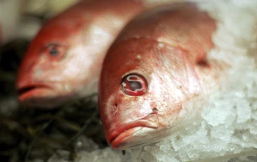  كيفية الحفاظ على الأسماك بحيث تدوم في حالة جيدة لفترة أطول:" إنها ليست مجرد مسألة شرائها بشكل جيد"