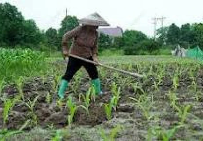 الزراعة المستدامة: المفهوم والتطبيق