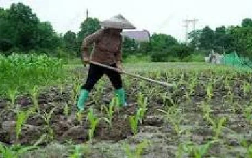 الزراعة المستدامة: المفهوم والتطبيق