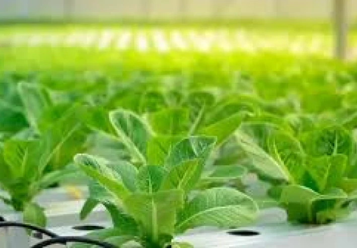 لماذا تعد الزراعة المستدامة مستقبل الزراعة؟