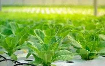 لماذا تعد الزراعة المستدامة مستقبل الزراعة؟