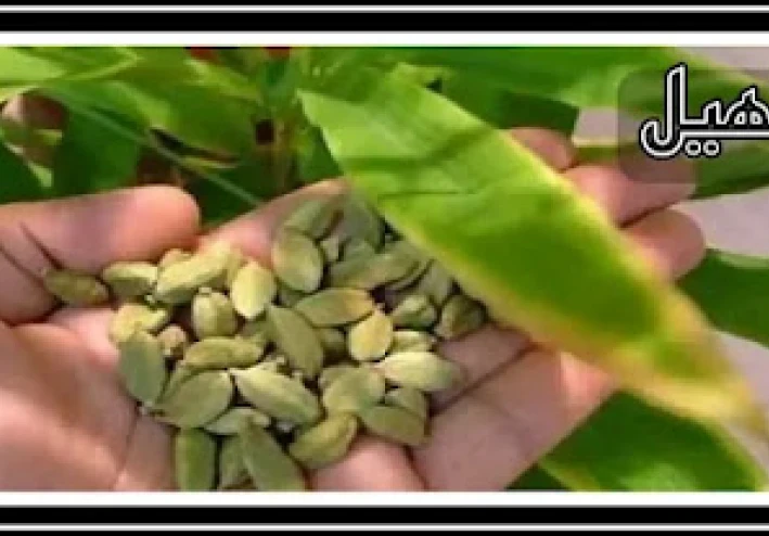 وصفة قهوة الهيل وشاي الهيل