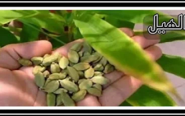 وصفة قهوة الهيل وشاي الهيل