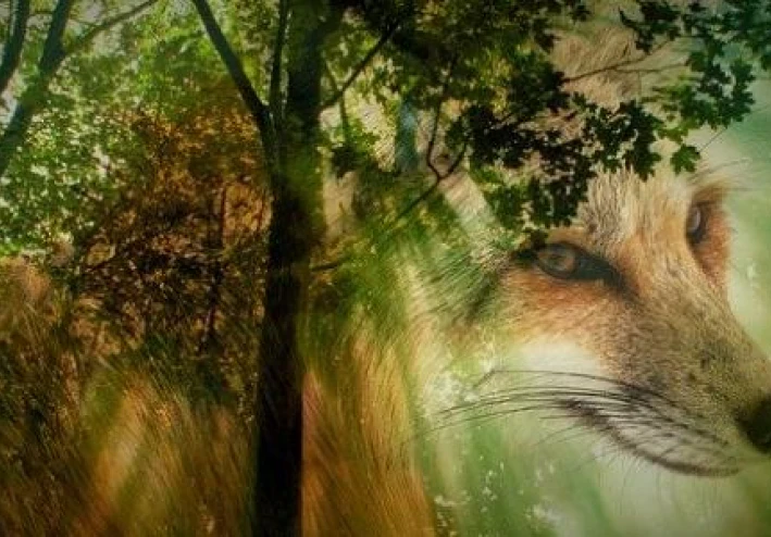 ✨ يوسف عليه السلام: رحلة الصبر والحكمة من الظلام إلى النور✨