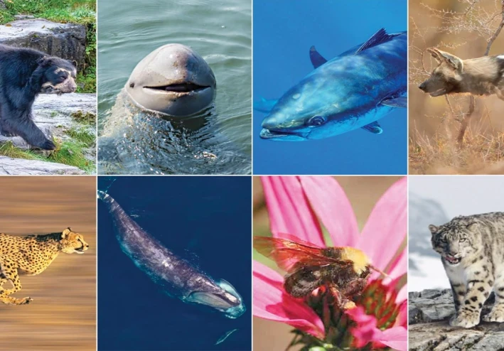 الحيوانات المعرضة للانقراض بانواعها واساب انقراضها