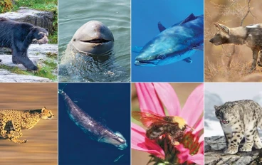 الحيوانات المعرضة للانقراض بانواعها واساب انقراضها 