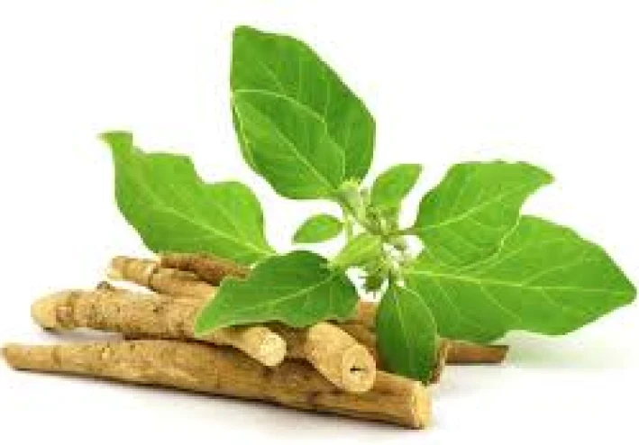 فوائد نبات الأشوغندا بالتفصيل | دليلك الكامل للاستخدام الآمن