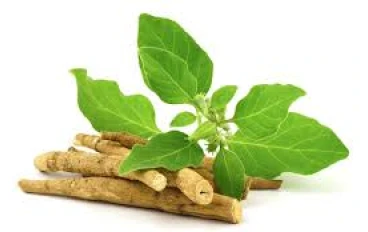 فوائد نبات الأشوغندا بالتفصيل | دليلك الكامل للاستخدام الآمن