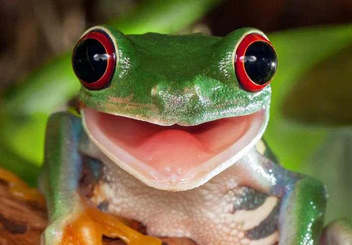 من قلب الغابة للمعمل: ضفدع ياباني يفتح باب الأمل لعلاج السرطان