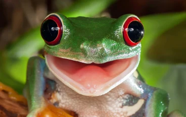 من قلب الغابة للمعمل: ضفدع ياباني يفتح باب الأمل لعلاج السرطان